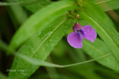 Impatiens oppositifolia
